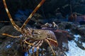 lobster close-up in the aquarium of Gijon Royalty Free Stock Photo