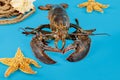 A live lobster with starfish on blue background