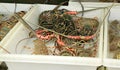 Live Lobsters at Fish Market. Seafood. Royalty Free Stock Photo