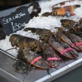 Live lobsters on ice for sale Royalty Free Stock Photo