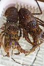 Live lobsters on the market Royalty Free Stock Photo