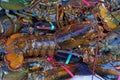 Live lobsters piled on ice Royalty Free Stock Photo