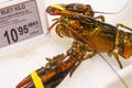 Live Lobsters for Sale at Seafood Market Stall Royalty Free Stock Photo