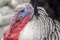 Live Male Turkey in Barnyard Royalty Free Stock Photo