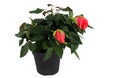 Live miniature red roses in a flowerpot. Royalty Free Stock Photo