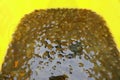 Live minnows inside of a yellow bucket Royalty Free Stock Photo