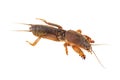 Live mole cricket insect Royalty Free Stock Photo