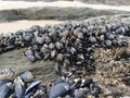 Live muscles on the beach front with rocks sand and the sea