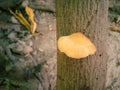 A live mushroom on a dead branch of a tree Royalty Free Stock Photo