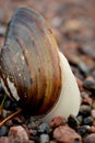 The live mussel crawls along the stony shore Royalty Free Stock Photo