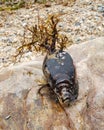 Live mussel lies on a stone