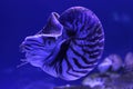 Live Nautilus pompilius mollusk in the aquarium Royalty Free Stock Photo