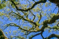 Live oak branches covered in moss on a blue sky background, California