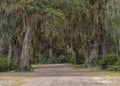 Live Oak Over Gravel Road Royalty Free Stock Photo