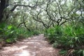 Live Oak Path