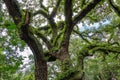 Live oak Quercus virginiana intertwined tree limbs, branches covered with resurrection fern Pleopeltis polypodioides Royalty Free Stock Photo