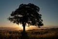 A live oak is silhouetted in front of the golden light of sunset.