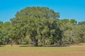 Live Oak with Spanish Moss growing on them in Reed Bingham State Park in Adel, Colquitt County, Georgia