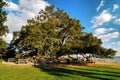 Live Oak on the Beach Royalty Free Stock Photo