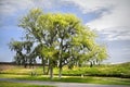 Live oak tree Royalty Free Stock Photo