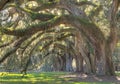 Live Oak Tree Royalty Free Stock Photo