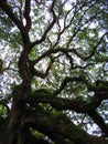 Live oak tree branches and sky Royalty Free Stock Photo