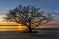 Live Oak Tree Growing on a Georgia Beach at Sunset Royalty Free Stock Photo