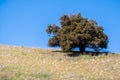 Live oak tree on a hill Royalty Free Stock Photo