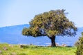 Live oak tree on a hill, south San Francisco bay area, San Jose, California Royalty Free Stock Photo