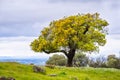 Live oak tree on a hill, south San Francisco bay area, San Jose, California Royalty Free Stock Photo