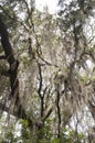 Live Oak Royalty Free Stock Photo