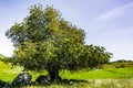 Live oak tree Quercus agrifolia on a hill, south San Francisco bay area, San Jose, California Royalty Free Stock Photo