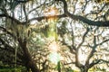 Live Oak Tree with Quercus virginiana and Spanish Moss at sunset Royalty Free Stock Photo