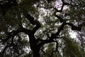 Live Oak Tree Silhoutte