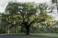 Live Oak tree with Spanish Moss