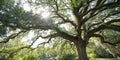 Live oak tree with sun shining down from above Royalty Free Stock Photo