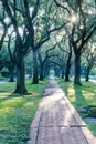 Live oak tree tunnel canopy in Houston, Texas, USA at sunrise