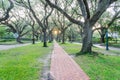 Live oak tree tunnel canopy in Houston, Texas, USA at sunrise