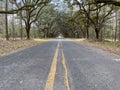 A live oak tree tunnel in South Carolina