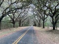 A live oak tree tunnel in South Carolina