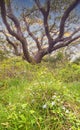 Live Oak Tree with Wild Flowers in Foreground