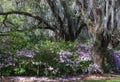 Live Oak Trees and Azaleas Royalty Free Stock Photo