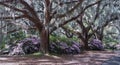 Live Oak Trees with Hanging Moss and Spring Azaleas SC Royalty Free Stock Photo