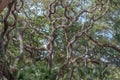 The Live Oak Royalty Free Stock Photo