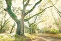 Live Oak trees at Wormsloe historic site in Savannah Georgia Royalty Free Stock Photo