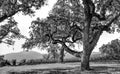 Live Oak Tree in Napa Valley Vineyard Royalty Free Stock Photo