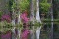 Live Oaks Royalty Free Stock Photo