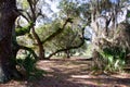 Live oaks along a forest trail Royalty Free Stock Photo