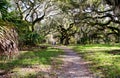 Live oaks along a forest trail Royalty Free Stock Photo