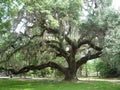 Live Oak Tree